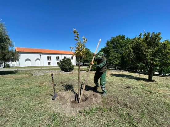 Plantação de um Carvalho na Reitoria da UBI